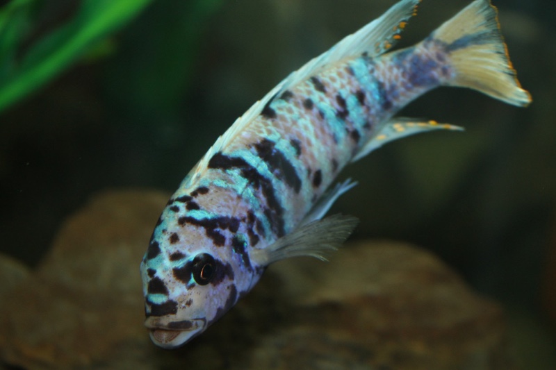 Maylandia tarakiki 'Mbamba Bay'